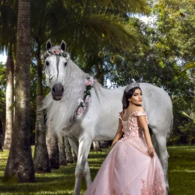 Miami Dream Horses