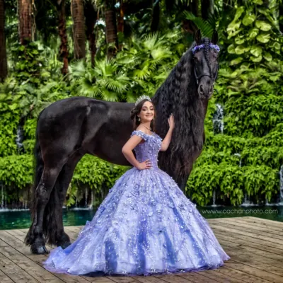Miami Dream Horses