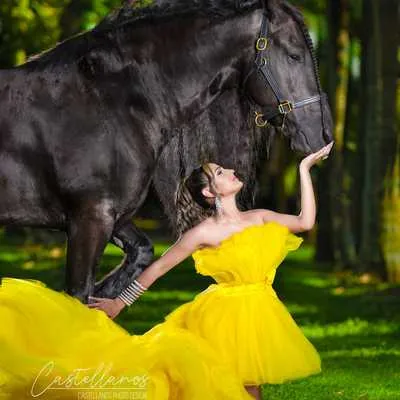 Miami Dream Horses