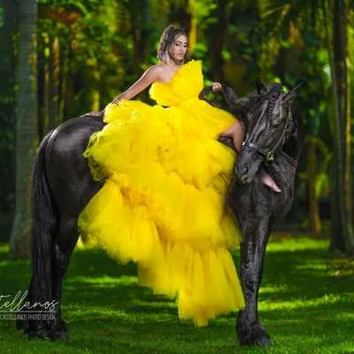 Miami Dream Horses