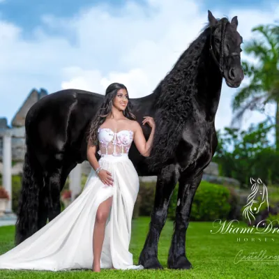 Miami Dream Horses