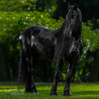 Miami Dream Horses