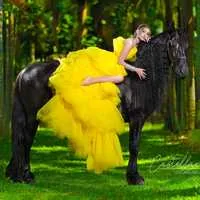 Miami Dream Horses