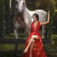 Miami Dream Horses