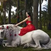 Miami Dream Horses