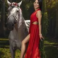 Miami Dream Horses