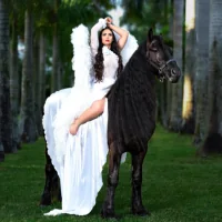 Miami Dream Horses