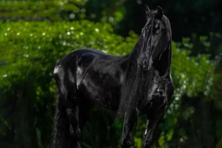 Horse Rentals